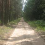Окрестности деревни Русские Плоски. Дорога в лесу.
