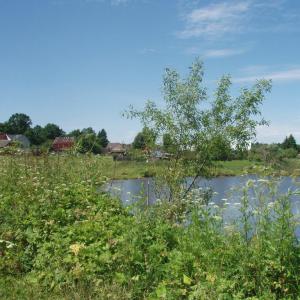 Деревня Грачёвка. Вид на пруд. Июнь 2010 года