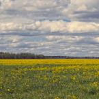 Цветущие поля недалеко от деревни Пальцево. Май 2014 г. Фото: Анатолий Максимов.